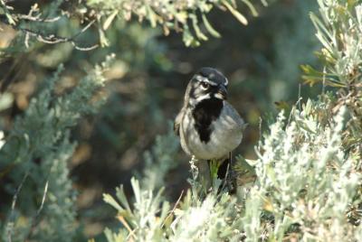 Black Throated Sparrow 0706-6j Vantage
