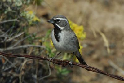 Black Throated Sparrow 0706-10j Vantage
