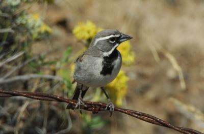 Black Throated Sparrow 0706-12j Vantage