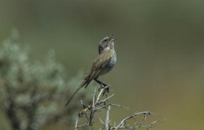 Sage Sparrow 0706-11j Vantage