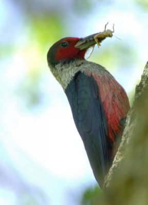 Lewis's Woodpecker 0706-2j  Ft. Simcoe