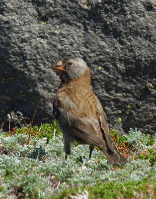 Grey-crowned Rosy Finch  0806-7j  Burroughs Mtn.