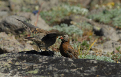 Grey-crowned Rosy Finch Feeding Young  0806-9j  Burroughs Mtn.