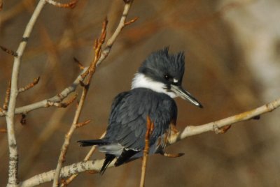 Kingfisher 1207-1j  Naches River