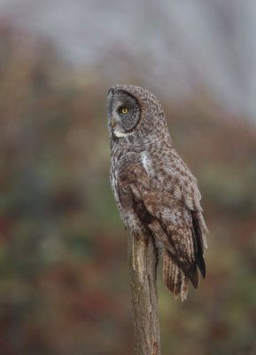 Great Gray Owl 0108-4j Milton-Freewater, OR