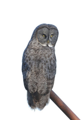 Great Gray Owl  0108-9j  Milton-Freewater, OR