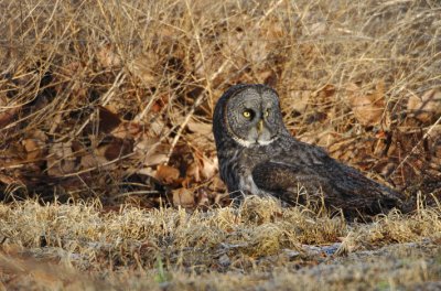 Great Gray Owl  0108-18j  Milton-Freewater, OR
