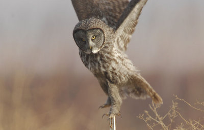 Great Gray Owl  0108-31j  Milton-Freewater, OR