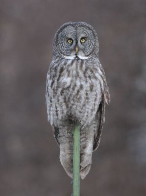 Great Gray Owl  0108-49j  Milton-Freewater, OR