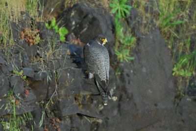 Peregrine Falcon 0607-3j2 Snoqualmie Falls