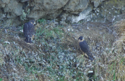 Peregrine Falcon Fledglings 0607-5j Snoqualmie Falls