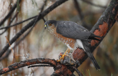 Sharp-shinned Hawk 1206-7j  Yard