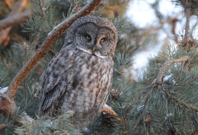 Great Gray Owl 0108-61j Milton-Freewater, OR