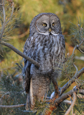 Great Gray Owl 0108-53j Milton-Freewater, OR