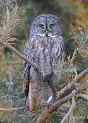 Great Gray Owl  0108-59j  Milton-Freewater, OR