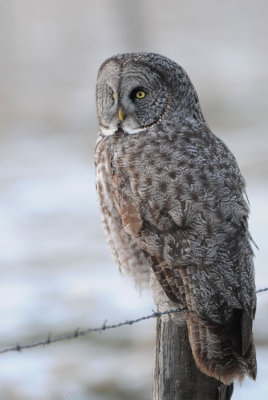 Great Gray Owl 0108-63j Milton-Freewater, OR