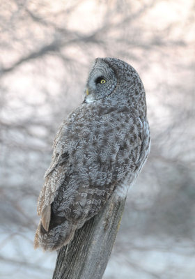 Great Gray Owl 0108-66j Milton-Freewater, OR