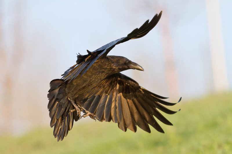 Raven banking close to ground