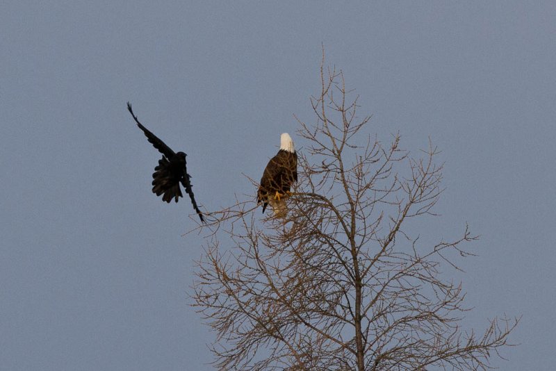 Raven and bald eagle