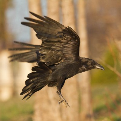 In flight, wings up