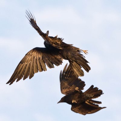 Raven being harrassed by a crow