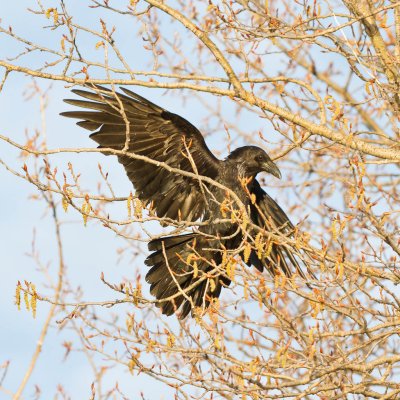 Raven landing in tree