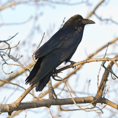 Raven in tree