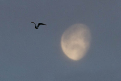 Gull past moon in cloudy sky