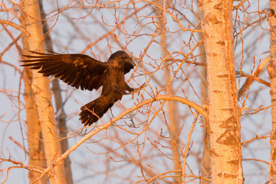 Raven landing in trees