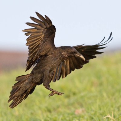 Raven landing on grass 2011 May 22nd