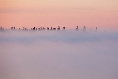 Tree tops above the fog 2011 June 14