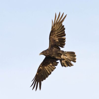 Raven in flight wings out
