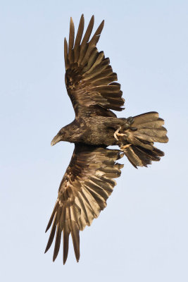 Raven in flight, wings outstretched