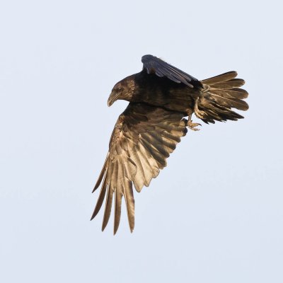 Raven in flight, one wing down and lit by sun
