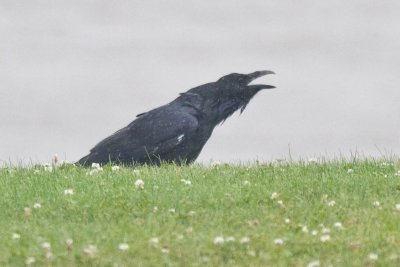 Raven calling in the rain