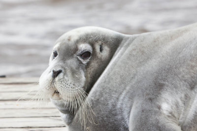 Seal on Two Bay docks 2011 August 26