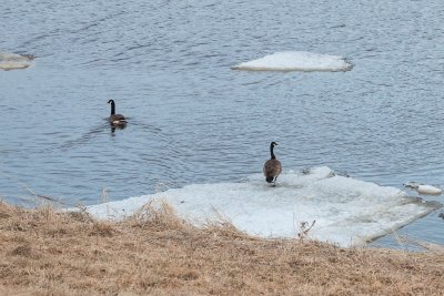 Geese on an open patch on the Moose River 2012 April 13
