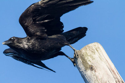 Raven leaping off pole into flight 2012 May 9th