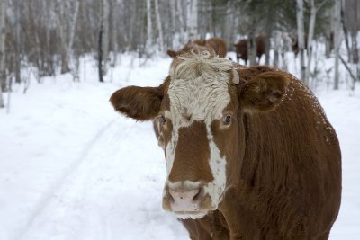Cow following sleigh