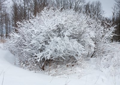 IMG_1851.jpg