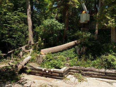 Tree Carnage