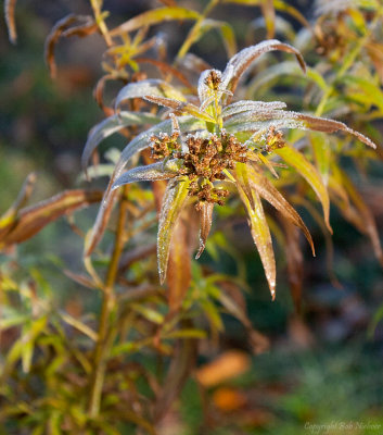 October Frost #2