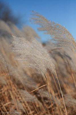 Windy
