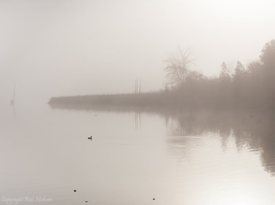 Morning fog #3