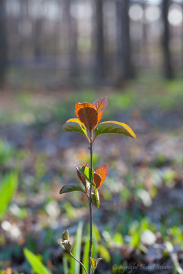 IMG_9381-Edit.jpg
