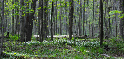 Spring Forest