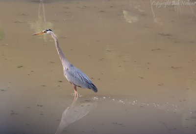 IMG_9795.jpg