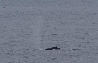 First Whale Sighting