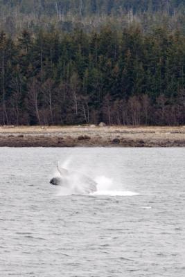 Humpback Whale Breaching, Stephens Passage