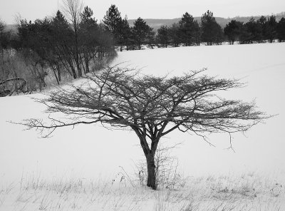 Solitatry - December 26